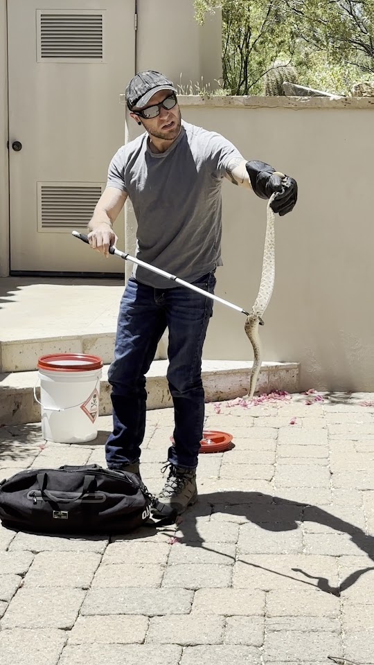 Arizona Snake Removal project