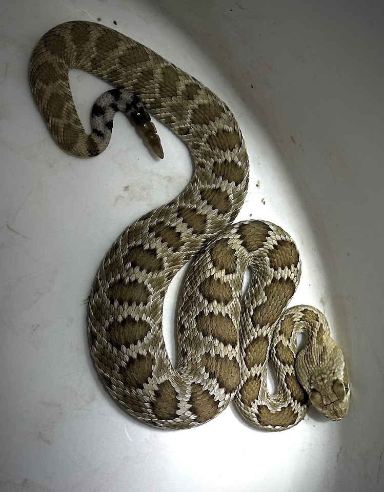 Arizona Snake Removal project