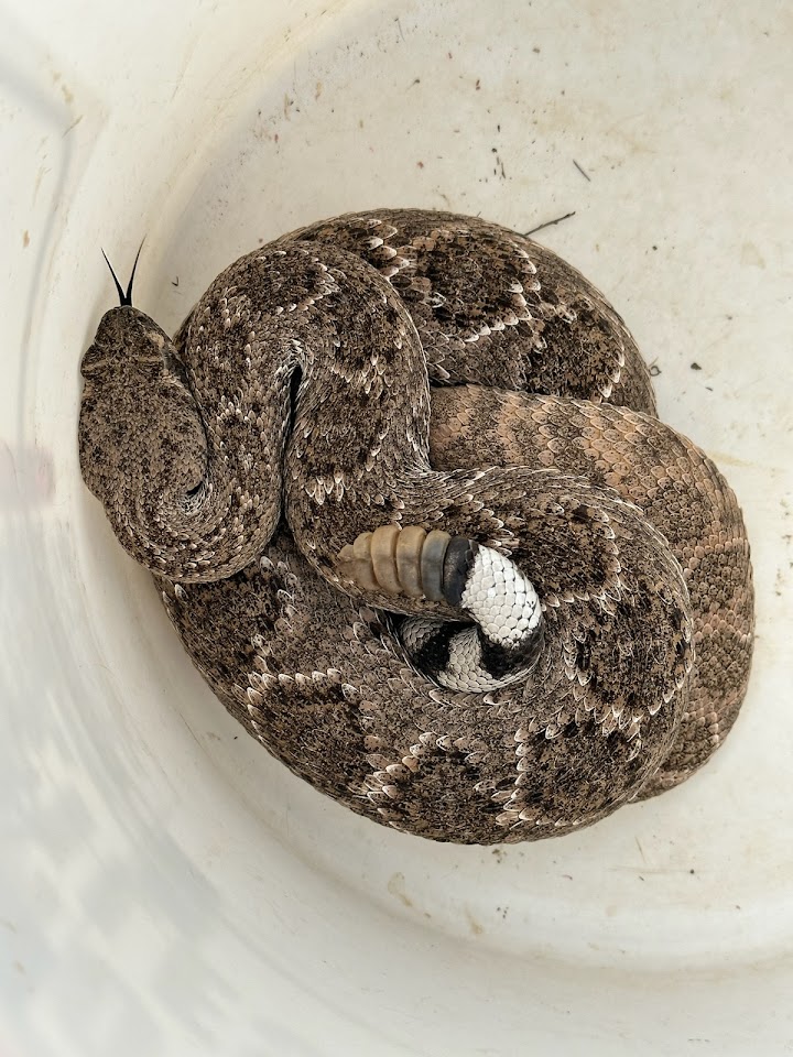Arizona Snake Removal project
