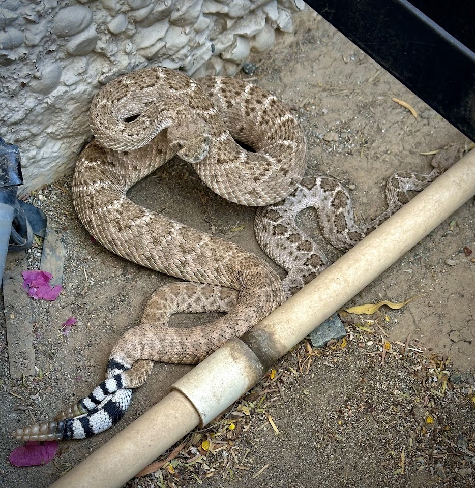Arizona Snake Removal project
